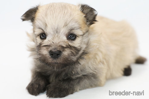 成約済の神奈川県のポメマル:ポメラニアン×マルチーズ-326267の4枚目